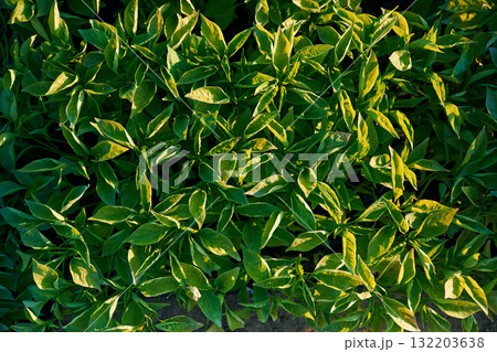 Top view of plants that are in the greenhouse 132203638