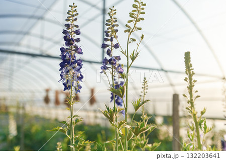 Focused close up view. Beautiful plants or flowers in the greenhouse 132203641