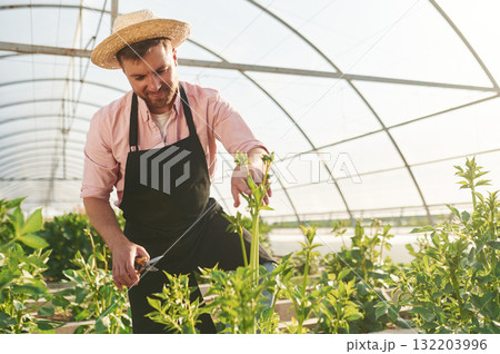 In straw hat. Man in greenhouse is working with plants 132203996