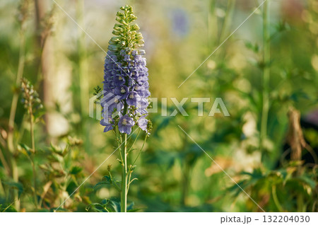 Purple beautiful plants or flowers in the greenhouse 132204030