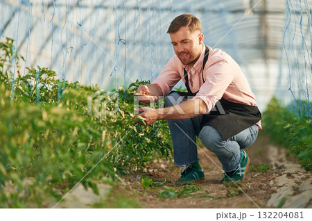 Cutting plants by scissors. Man in greenhouse is working 132204081
