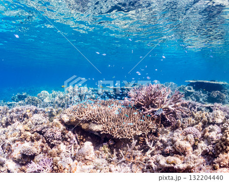 デバスズメダイ、ミスジリュウキュウスズメダイ他群れ。美しいサンゴ礁と熱帯魚の群れ。 安室島座間味島 132204440