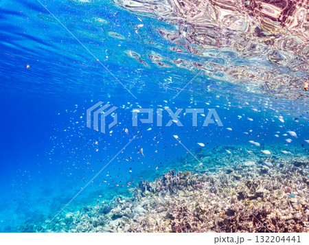 デバスズメダイ、ミスジリュウキュウスズメダイ他群れ。美しいサンゴ礁と熱帯魚の群れ。 安室島座間味島 132204441