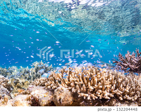 デバスズメダイ、ミスジリュウキュウスズメダイ他群れ。美しいサンゴ礁と熱帯魚の群れ。 安室島座間味島 デバスズメダイ、ミスジリュウキュウスズメダイ他群れ。美しいサンゴ礁と熱帯魚の群れ。 安室島座間味島 132204448