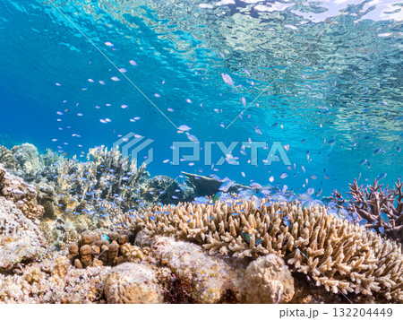 デバスズメダイ、ミスジリュウキュウスズメダイ他群れ。美しいサンゴ礁と熱帯魚の群れ。 安室島座間味島 132204449