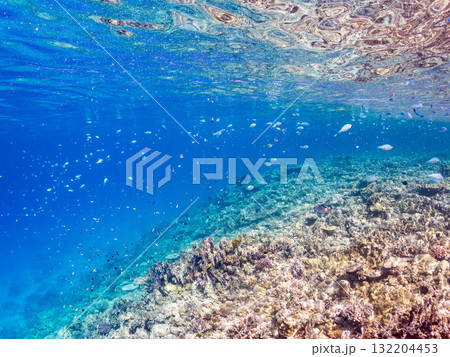 デバスズメダイ、ミスジリュウキュウスズメダイ他群れ。美しいサンゴ礁と熱帯魚の群れ。 安室島座間味島 デバスズメダイ、ミスジリュウキュウスズメダイ他群れ。美しいサンゴ礁と熱帯魚の群れ。 安室島座間味島 132204453