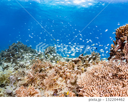 デバスズメダイ、ミスジリュウキュウスズメダイ他群れ。美しいサンゴ礁と熱帯魚の群れ。 安室島座間味島 デバスズメダイ、ミスジリュウキュウスズメダイ他群れ。美しいサンゴ礁と熱帯魚の群れ。 安室島座間味島 132204462