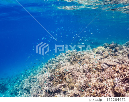 デバスズメダイ、ミスジリュウキュウスズメダイ他群れ。美しいサンゴ礁と熱帯魚の群れ。 安室島座間味島 132204471