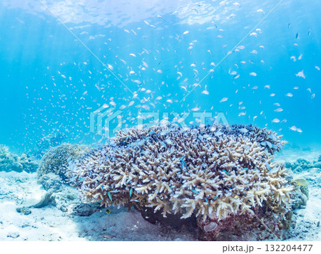 デバスズメダイ、ミスジリュウキュウスズメダイ他群れ。美しいサンゴ礁と熱帯魚の群れ。 安室島座間味島 デバスズメダイ、ミスジリュウキュウスズメダイ他群れ。美しいサンゴ礁と熱帯魚の群れ。 安室島座間味島 132204477