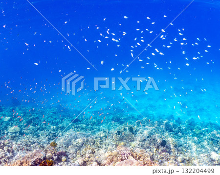 デバスズメダイ、ミスジリュウキュウスズメダイ他群れ。美しいサンゴ礁と熱帯魚の群れ。 安室島座間味島 デバスズメダイ、ミスジリュウキュウスズメダイ他群れ。美しいサンゴ礁と熱帯魚の群れ。 安室島座間味島 132204499