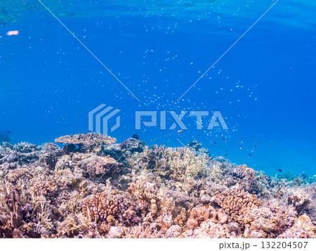 デバスズメダイ、ミスジリュウキュウスズメダイ他群れ。美しいサンゴ礁と熱帯魚の群れ。 安室島座間味島 132204507