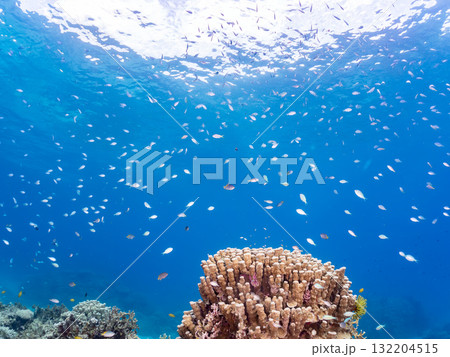 デバスズメダイ、ミスジリュウキュウスズメダイ他群れ。美しいサンゴ礁と熱帯魚の群れ。 安室島座間味島 デバスズメダイ、ミスジリュウキュウスズメダイ他群れ。美しいサンゴ礁と熱帯魚の群れ。 安室島座間味島 132204515