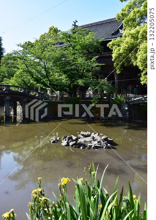 名古屋市　笠寺観音（笠覆寺）の仁王門と新緑と太鼓橋と放生池　 132205075