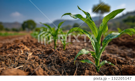 Young green corn plants growing in fertile soil under clear sky with mountains and trees in background, showing climate resilient agriculture 132205147
