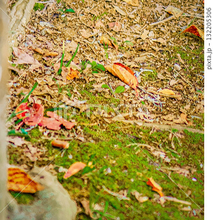 緑色の草の上に落ちた紅葉したブナの葉っぱたち 132205306