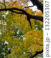 色付き始めたイロハモミジ 132205307