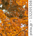 赤や黄色に色づくモミジ 132205308