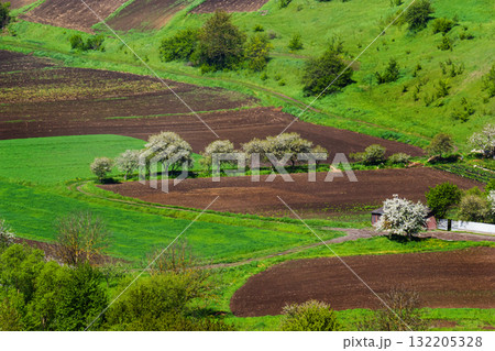 Rolling green fields adorned with blooming trees create a tranquil landscape during springtime in the countryside 132205328