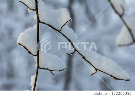 Snow blankets tree branches in a serene winter landscape capturing the beauty of nature during a snowy day 132205356