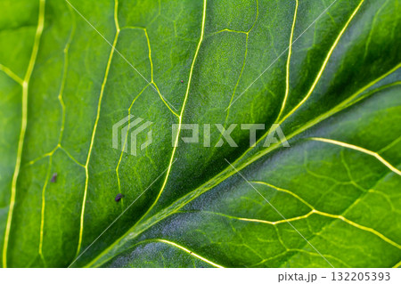 Close-up view of vibrant green leaf showcasing intricate vein patterns and textures under natural light in a lush environment 132205393