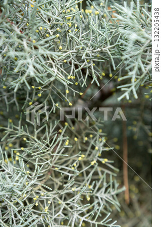 Captivating beauty of delicate silver branches with yellow buds in Bucharest park during a calm afternoon 132205438