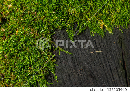Close-up view of vibrant green moss growing on weathered dark wood in a natural forest setting during daytime 132205440