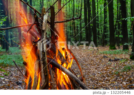 Warm campfire crackles amidst tall trees in a lush forest setting under soft daylight 132205446
