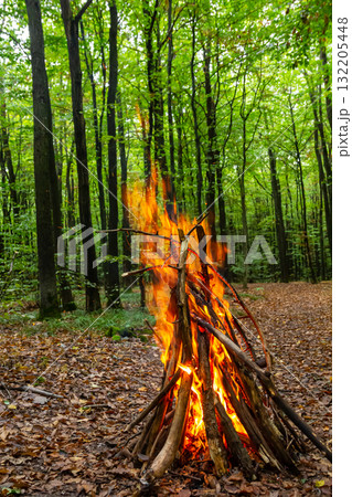 Campfire crackling in a lush green forest surrounded by towering trees during a tranquil evening setting 132205448