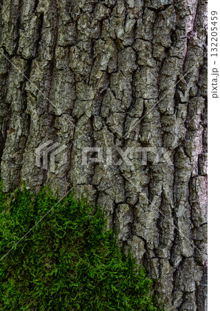 Close up view of textured tree bark with vibrant green moss growing at its base in a forest during the daytime 132205459