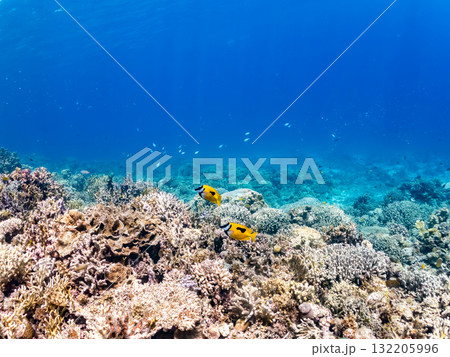 ヒフキアイゴ、デバスズメダイ他群れ。美しいサンゴ礁と熱帯魚の群れ。 島尻郡慶良間諸島座間味島安室島 132205996