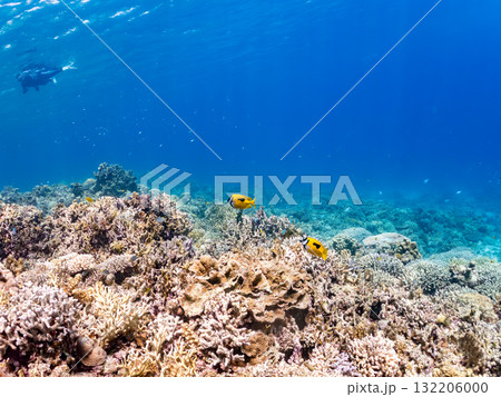 ヒフキアイゴ、デバスズメダイ他群れ。美しいサンゴ礁と熱帯魚の群れ。 島尻郡慶良間諸島座間味島安室島 132206000