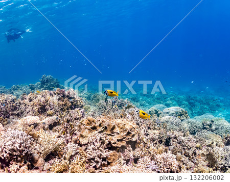 ヒフキアイゴ、デバスズメダイ他群れ。美しいサンゴ礁と熱帯魚の群れ。 島尻郡慶良間諸島座間味島安室島 ヒフキアイゴ、デバスズメダイ他群れ。美しいサンゴ礁と熱帯魚の群れ。 島尻郡慶良間諸島座間味島安室島 132206002