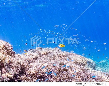 ヒフキアイゴ、デバスズメダイ他群れ。美しいサンゴ礁と熱帯魚の群れ。 島尻郡慶良間諸島座間味島安室島 132206005