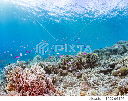 ハナゴイ、デバスズメダイ他群れ。美しいサンゴ礁と熱帯魚の群れ。 沖縄県島尻郡慶良間諸島座間味島安室島 132206191