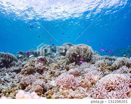 ハナゴイ、デバスズメダイ他群れ。美しいサンゴ礁と熱帯魚の群れ。 沖縄県島尻郡慶良間諸島座間味島安室島 ハナゴイ、デバスズメダイ他群れ。美しいサンゴ礁と熱帯魚の群れ。 沖縄県島尻郡慶良間諸島座間味島安室島 132206201