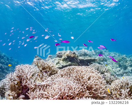 ハナゴイ、デバスズメダイ他群れ。美しいサンゴ礁と熱帯魚の群れ。 沖縄県島尻郡慶良間諸島座間味島安室島 132206216