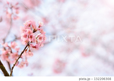 Phaya suae flower  132206308