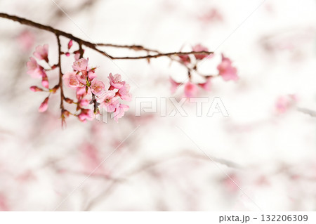 Phaya suae flower  132206309