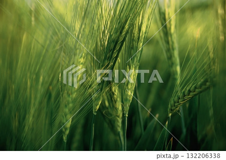 Beautiful detailed close up view of growing green wheat on agricultural field Beautiful detailed close up view of growing green wheat on agricultural field 132206338