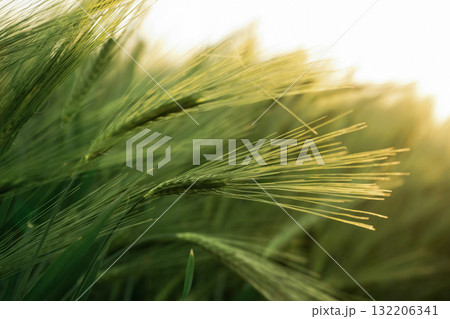 Beautiful detailed close up view of growing green wheat on agricultural field Beautiful detailed close up view of growing green wheat on agricultural field 132206341