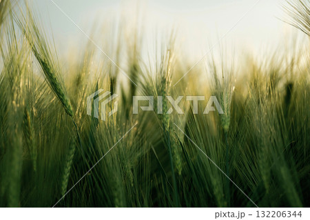 Focused close up view of growing green wheat on agricultural field 132206344
