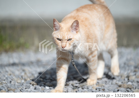 クリーム茶トラ猫 クリーム茶トラ猫 132206565