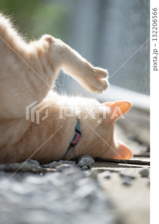 ずっこける猫 ずっこける猫 132206566