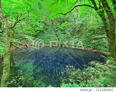 夏の青森十二湖 新緑に囲まれた青池 夏の青森十二湖 新緑に囲まれた青池 132206882