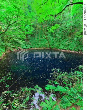 夏の青森十二湖 新緑に囲まれた青池 夏の青森十二湖 新緑に囲まれた青池 132206883