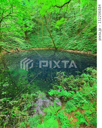 夏の青森十二湖 新緑に囲まれた青池 夏の青森十二湖 新緑に囲まれた青池 132206884