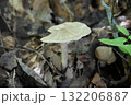 クサウラベニタケ クサウラベニタケ 132206887