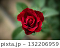 庭園の赤いバラ 132206959