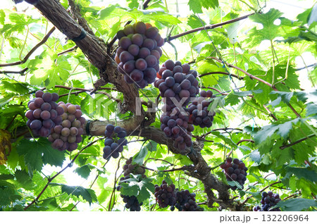 ぶどう棚に実ったブドウ ぶどう棚に実ったブドウ 132206964
