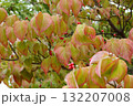 秋の訪れ 132207008